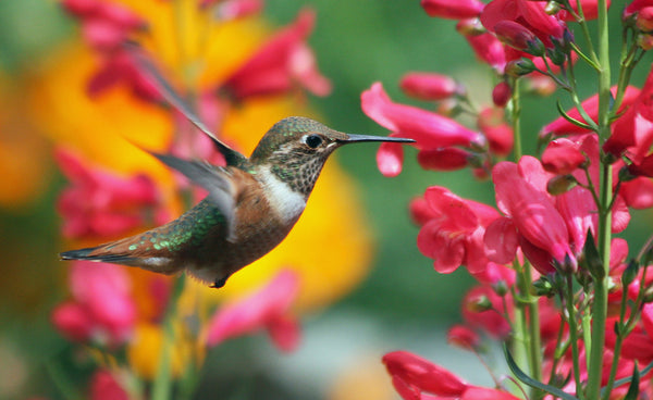 Imagen de un colibrí